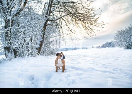 American Pit Bull Terrier im Schnee an einem kalten sonnigen Wintertag, gegen die Sonne Stockfoto