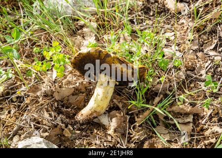 Traubling, oder der Granulatbolzen (Suillus granulatus) Stockfoto