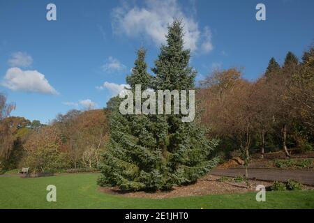 Herbstlaub eines immergrünen serbischen Fichte Baum (Picea omorika) wächst in einem Garten in Rural Devon, England, Großbritannien Stockfoto