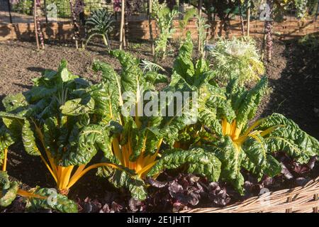 Herbst Home Grown Organic Bright Yellow Swiss Chard (Beta vulgaris subsp. Cicla var. flavescens) wächst auf einer Zuteilung in einem Gemüsegarten Stockfoto