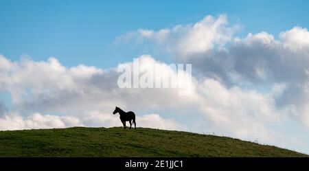 Schwarzes Pferd steht auf hil Stockfoto