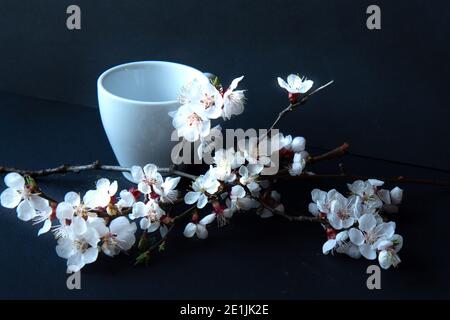 Weiße Kaffeetasse und blühender Aprikosenzweig auf schwarzem Hintergrund. Dunkle Fotografie Stockfoto