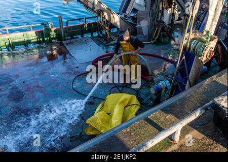 Bantry, West Cork, Irland. Januar 2021. John Cronin wäscht sein Fischerboot 'Muirean' ab, nachdem er Muscheln für den Export nach Frankreich entladen hat. Quelle: AG News/Alamy Live News Stockfoto