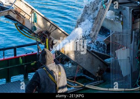 Bantry, West Cork, Irland. Januar 2021. John Cronin wäscht sein Fischerboot 'Muirean' ab, nachdem er Muscheln für den Export nach Frankreich entladen hat. Quelle: AG News/Alamy Live News Stockfoto