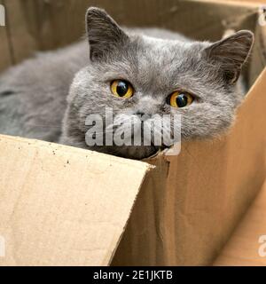 Männliche britische Kurzhaarkatze liegt in einem Karton und Blickt mit weit geöffneten Augen auf die Kamera Stockfoto
