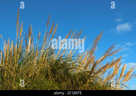 Mehrjährige Schilfgräser Phragmites australis hoch auf einem grasbewachsenen Ufer In einer Reihe gegen einen klaren blauen Himmel Santander Cantabria Spanien Stockfoto