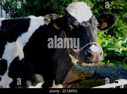 Nahaufnahme einer schwarz-weißen Milchkühe Kopf Holstein Fresian Blick auf die Kamera Santander Cantabria Spanien Bos taurus taurus Stockfoto