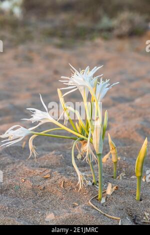 Selektiver Fokus der weißen Blume Meer Narzisse, Pancratium maritimum, wächst an einem Sandstrand in Antalya Türkei, Stockfoto