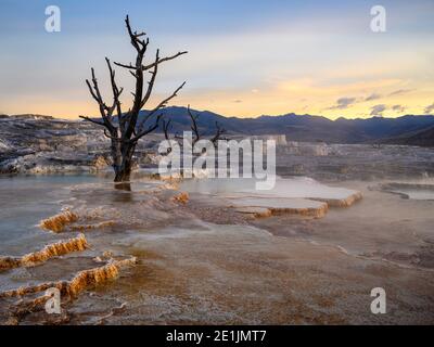 Grassy Spring, Upper Mammoth Terraces, Yellowstone National Park, Wyoming, USA. Stockfoto