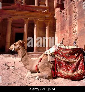 Jordanien, Petra Touristenattraktion. Ein Beduinen Kamel ruht in der Nähe der Schatzkammer Al Khazneh in den Felsen bei Petra, Jordanien geschnitzt. Petra ist eine der Neuen Sev Stockfoto