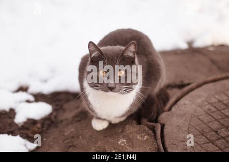 Streunende graue rauchige kurzhaarige weißreihige, gelbäugige Hauskatze sitzt wärmend Oben auf der kalten grauen Erde neben der Abwasserluke im Winter Fast weiße sno Stockfoto