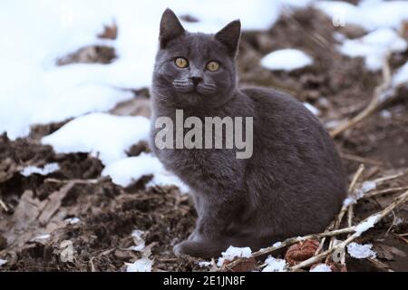 Portrait von streunenden rauchigen dunkelgrauen kurzhaarigen Hauskatze sitzt auf aufgetauten Erde Schlamm in der Nähe von weißem Schnee hinter im Winter, im Freien in der Natur, horisont Stockfoto