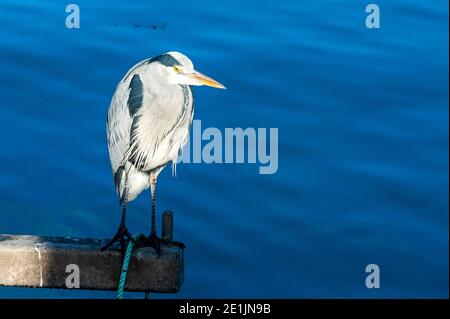 Bantry, West Cork, Irland. Januar 2021. Ein Graureiher (Ardea cinerea) steht auf dem Fischerboot 'Muirean' im Hafen von Bantry. Quelle: AG News/Alamy Live News Stockfoto