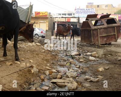 Hungrige Kühe suchen Nahrung in der Stadt Jaisalmer Stockfoto