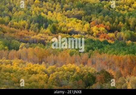 Aspen Trees in Fall, Jackman Park Area, Steens Mountain, Eastern Oregon. Stockfoto