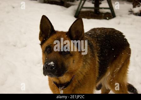Schöne Wolfshund in den weißen Schnee getaucht suchen neugierig An der Kamera Stockfoto