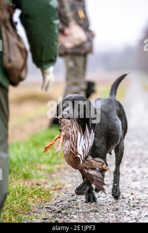 Schwarzer Labrador Retriever liefert während eines Jagdtages Ente in der Hand des Handlers. Labrador Retriever sind tolle Jagdhunde und sind sehr einfach zu trainieren Stockfoto