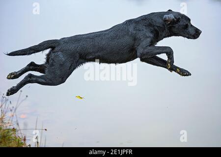 Black Labrador Retriever taucht während eines Tages auf der Entenjagd im Wasser. Jagdlabradors sind sehr fit und können sehr unterschiedliche Form zeigen Hunde Stockfoto