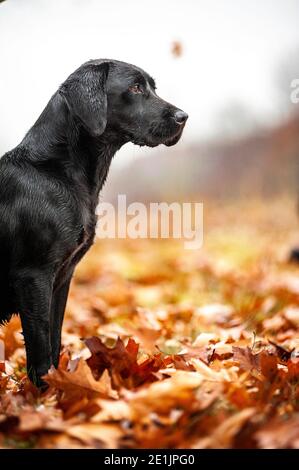 Schöne Jagd schwarzen Labrador Retriever sitzen und warten während eines Jagdtages auf dem Feld. Labradors sind tolle Jagdhunde Stockfoto