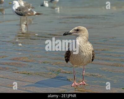 Größere Schwarzrückenmöwe in den Wellen am Ufer des Flusses Tejo, Lissabon. Selektiver Fokus - Larus marinus Stockfoto