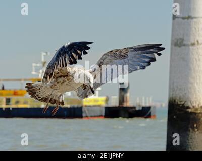 Große Schwarzrückenmöwe im Flug, Landung am Ufer des Flusses Tejo, Lissabon - Larus marinus. Selektiver Fokus. Stockfoto