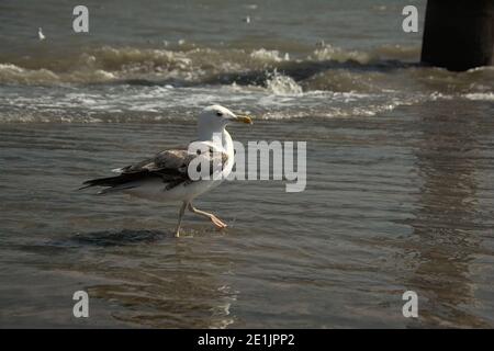 Größere Schwarzrückenmöwe in den Wellen am Ufer des Flusses Tejo, Lissabon. Selektiver Fokus - Larus marinus Stockfoto