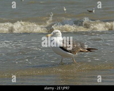 Größere Schwarzrückenmöwe in den Wellen am Ufer des Flusses Tejo, Lissabon. Selektiver Fokus - Larus marinus Stockfoto