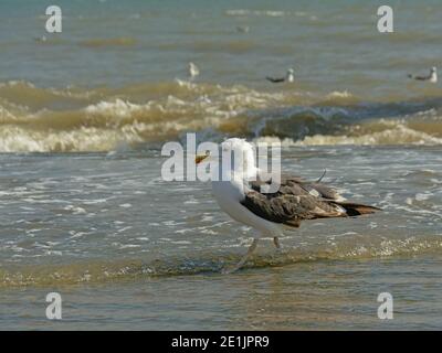 Größere Schwarzrückenmöwe in den Wellen am Ufer des Flusses Tejo, Lissabon. Selektiver Fokus - Larus marinus Stockfoto