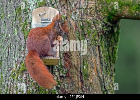 Eurasisches Rothörnchen (Sciurus vulgaris) Essen Walnuss aus Eichhörnchen Futterstelle im Baum im Garten in Winter Stockfoto
