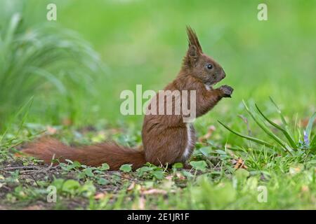 Süßes eurasisches rotes Eichhörnchen (Sciurus vulgaris) Im Frühjahr auf dem Boden Futter Stockfoto