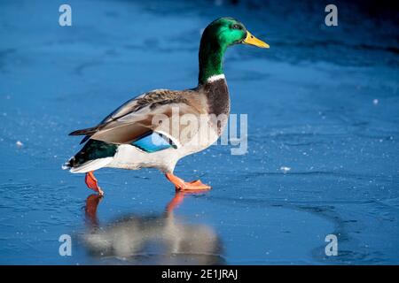 Mallard (Anas platyrhynchos) auf Eis Stockfoto