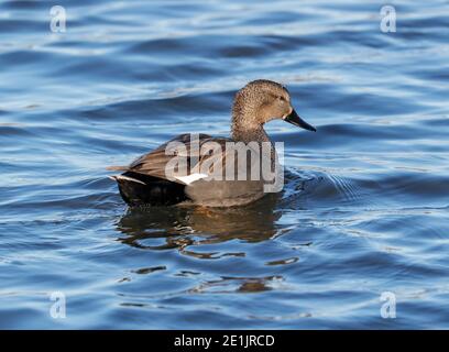 Gadwell (Mareca strepera) Stockfoto