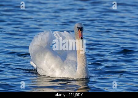 Höckerschwan (Cygnus Olor) Stockfoto