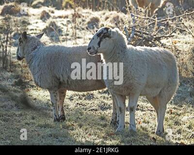 Weiß auf weiß - zwei sonnenbeschienene Schafschafe mit weißen Flaum Mischung mit weißen Frost Abdeckung von spärlichen Winter Weidefeld in Upland Cumbria, England, Großbritannien Stockfoto