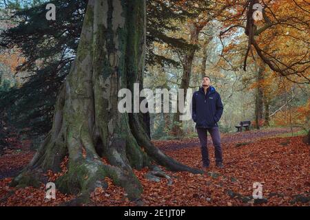 Ein Mann steht in einem Herbstpark neben einem großen Baum und schaut nach oben. Polkemmet Country Park, Schottland Stockfoto