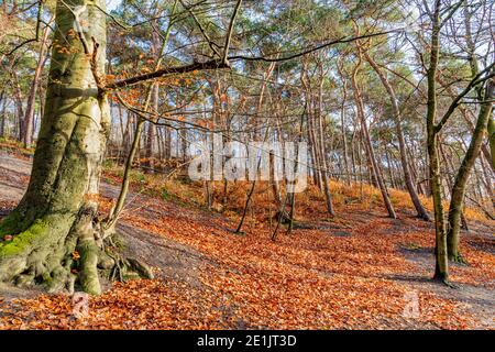 Herbstbäume im Wald mit spärlichen grünen Blättern auf einem kleinen Hügel mit trockenen Blättern bedeckt, leicht sonniger Tag mit einem klaren blauen Himmel in Seichhuizen, Stockfoto