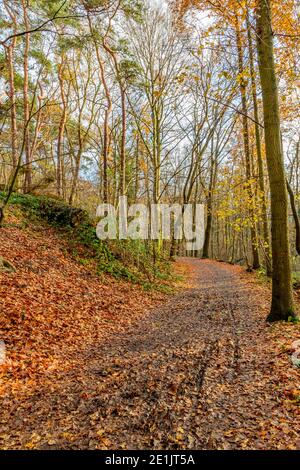 Herbstbäume auf einem Hügel mit einem kleinen Feldweg mit trockenen Blättern bedeckt, kalten sonnigen Tag in einem Naturschutzgebiet in Seichhuizen, Süd-Limburg, Niederlande Stockfoto