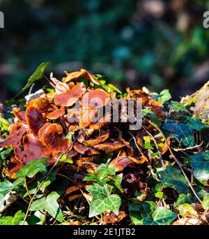 Samtschenkelpilze. Flammulina velutipes Stockfoto