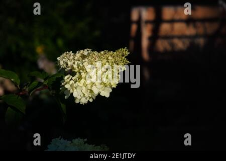 Blühende Sorte der Hortensia paniculata Vanille Fraise im Sommergarten. Schöne paniculate Hortensien Blütenstände schmücken den Garten. Stockfoto