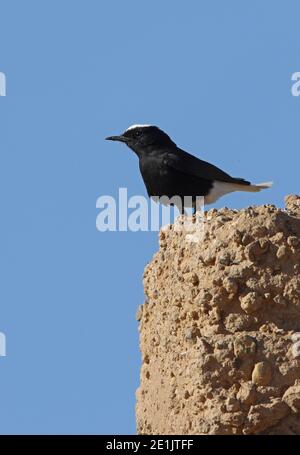 Weißkronenwanziger (Oenanthe leucopyga leucopyga) Erwachsener, der auf dem Gebäude Marokko thront April Stockfoto