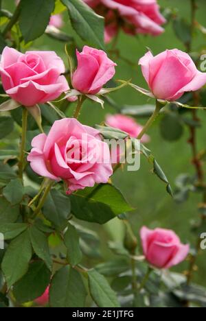Rosa Rose bush Stockfoto