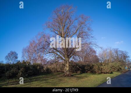 Sutton Park in Sutton Coldfield in der Nähe von Birmingham ist 2000 Hektar Von Parklandschaft mit Rad- und Reitwegen und Seen für Freizeit Stockfoto