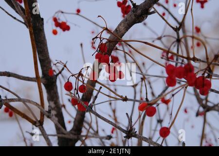 Blutrote Beeren im Winter auf einem blattlosen Baum - winterberry (Ilex verticillata) - Ottawa, Ontario, Kanada. Stockfoto