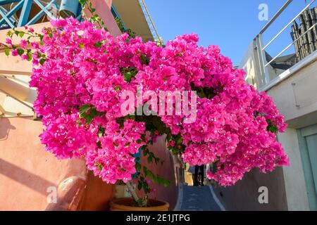 Blühende Bougainvillea blüht auf Santorini. Kykladen, Griechenland Stockfoto