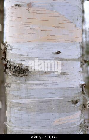 Nahaufnahme des Stammes einer Papierbirke (Betula papyrifera) im Winter mit der dünnen, abblätternden Papierrinde. Ottawa, Ontario, Kanada. Stockfoto