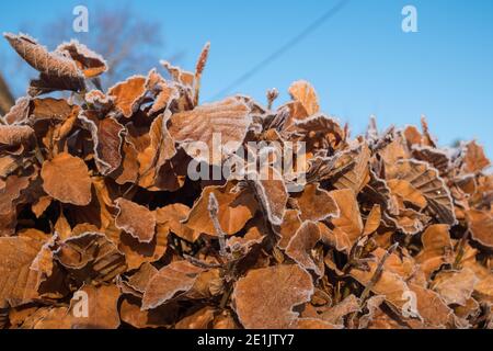 Im Winter frostige Blätter auf einer Buchenhecke Stockfoto