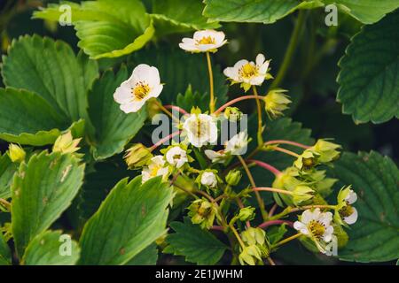 Weiße Erdbeerblüten im Frühlingsgarten. Erdbeeren im Garten auf dem Bauernhof anbauen. Stockfoto