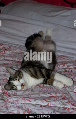 Porträt einer tabby Katze schlafen auf einem Bett Stockfoto