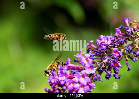 Ein Nahaufnahme Porträt von zwei Bienen. Einer sitzt auf den purpurnen Blüten eines Astes eines Schmetterlingsbusches und der andere schwebt über ihm und schaut Stockfoto