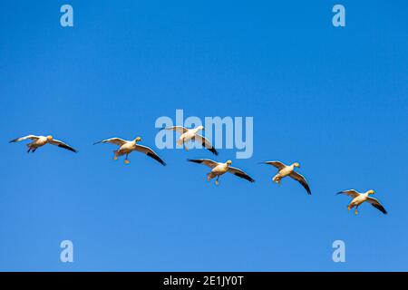 Sechs Schneegänse auf ihrem letzten Gleiten zur Landung Spot in Garry Park Steveston British Columbia Kanada Stockfoto